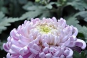 探秘菊花的形状之美（从线条到纹理，揭开菊花形态的多样性）
