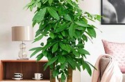 白掌的风水寓意与摆放位置（净化空气、镇宅避邪、增加桃花运、提升财运）