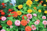 百日草一年四季开花——植物界的奇迹