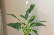 白掌冬的冬季养护技巧（用心呵护，让白掌冬美丽茁壮）