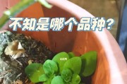 如何正确浇水矮牵牛（每周浇水一次，掌握矮牵牛的水分需求）