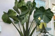 滴水观音叶子有毒吗？（了解滴水观音叶子的毒性，保障您和家人的健康。）