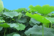 莲藕的生长环境与条件（探究莲藕种植的最佳环境与条件）