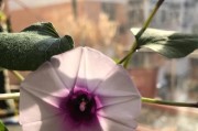 地瓜开花的奥秘（地瓜开花的样子及其生长过程）