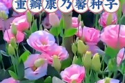 康乃馨种植全指南（时间、方法、技巧一网打尽！）