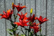 解读百合花的花语（寓意深刻的百合花，知多少？）