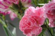 康乃馨水养之道（水养方法和注意事项详解，让康乃馨常青常美）