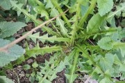 蒲公英——一种多年生的野花（了解蒲公英的生命历程与特性）