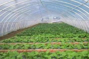 油菜花的生长环境及生长地方条件（探秘油菜花的生长喜好和种植技巧）