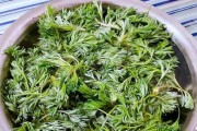 农村生态宝——白蒿（了解白蒿的生长习性和药用价值，保护农村生态环境）