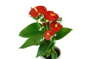 红掌花叶子发黄斑点的处理方法（美丽红掌花急需护理，解决叶子发黄斑点问题）
