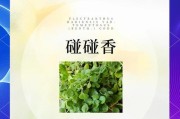 探究碰碰香茎枯萎的原因与解决方法（揭秘碰碰香茎枯萎的背后奥秘，让你掌握保护植物的技巧）