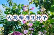 扁豆种植技巧详解（时机、选地、施肥、收割应该注意些什么？）