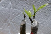 花生的根系结构及特点（一种深根植物的探秘）