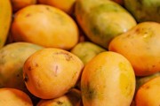 能否将未成熟的芒果放入冰箱？（正确储存芒果的方法及注意事项）