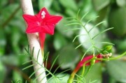 五星花的生长特点——探秘五星花的生命密码（五星花）