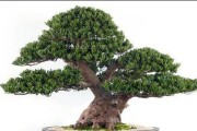 罗汉松盆栽的养殖方法（室内绿植不可错过，从罗汉松开始）