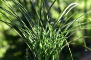 兰花换盆技巧大揭秘（兰花何时、如何、为什么换盆）