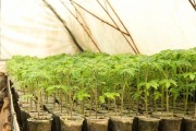 大棚西红柿种植技术与管理（全面解析大棚西红柿种植、管理和病虫害防治）