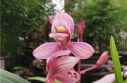 兰花开花时间与养护技巧（掌握兰花开花规律，轻松享受花开之美）