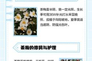 如何养护梅花（种植技巧和注意事项）