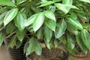 兰屿肉桂的养殖方法与注意事项（如何成功种植兰屿肉桂）