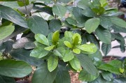 冬季剪枝，让枙子花更茂盛（枙子花的冬季剪枝时间、方法及注意事项）