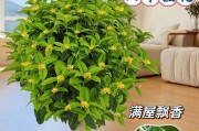 四季桂花的水分管理（多久浇一次水才合适？如何避免过度浇水？）