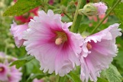 蜀葵开花时间与周期（探究蜀葵生长周期，解读开花时间）