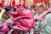 洛神花的采摘时间与技巧（揭秘最佳采摘时间，让你品尝到最好的洛神花茶）