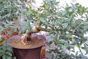 探秘桂花树根系（揭开桂花树生长的神秘面纱）