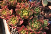 探秘肉肉花的种植技巧（打造美丽多肉花园的秘密）