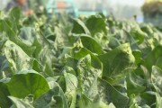大叶菠菜的最佳播种时间（掌握种植时间，助力丰收）