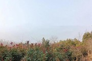 红叶石楠的耐涝性及其管理（了解红叶石楠的耐涝性，提高管理效果）
