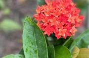 冬季修剪龙船花的技巧（打造健康茂盛的龙船花盆栽）