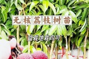 荔枝盆景栽培技术详解（注意事项、养殖方法一网打尽）