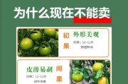 皇帝柑（皇帝柑成熟的时间、如何挑选、如何存储，这里有详细指南！）
