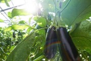 茄子是多年生植物吗？（揭秘茄子的生长习性和特点）