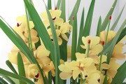 大花蕙兰的养殖方法与注意事项（打造花园中的瑰宝——大花蕙兰养殖指南）