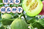甜瓜种子的种植方法（分享甜瓜种子的种植技巧，让你轻松打造私家甜瓜园）
