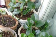 高盆花园之美——高盆适合种什么花？（探索高盆花园的魅力和奥秘，打造独具风格的花园）