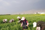 大蒜的收获时间（合适的采收时机如何确定）
