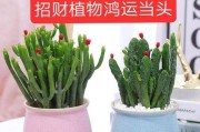 办公室门口放什么植物风水好？（探讨办公室门口放置适合的植物种类及风水原理）
