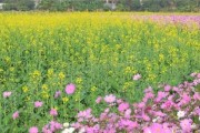 东莞适合种植哪些花卉？（探寻适合东莞气候的花卉品种）