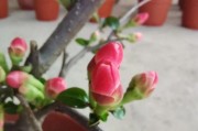 一、什么是北美海棠？