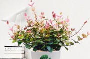 络石花的神奇作用（了解络石花，关爱健康）