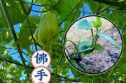 佛手瓜盆栽，爱好者必看！（了解佛手瓜盆栽前，先看看这篇文章吧！）