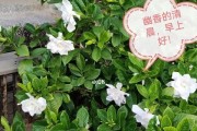大叶栀子开花时间与品种特点（了解大叶栀子的开花规律和栽培技巧，让您更好地养护植物）