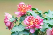 芍药不开花的原因（解析芍药不开花的可能性）