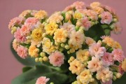 灯笼花扦插最佳时期（春季扦插能让你更好地拥有灯笼花）